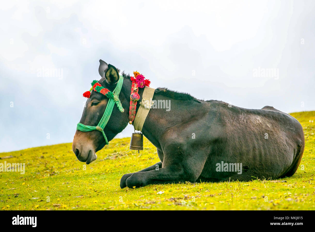 Wild Horse in Roopkund, Uttarakhand, India. Foto Stock