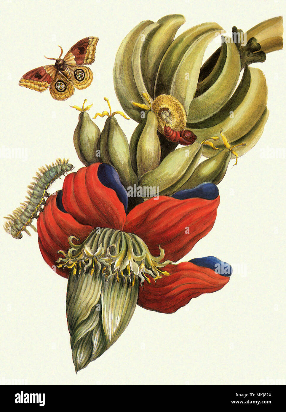 Infiorescenza di banana, Musa sapientum Foto Stock