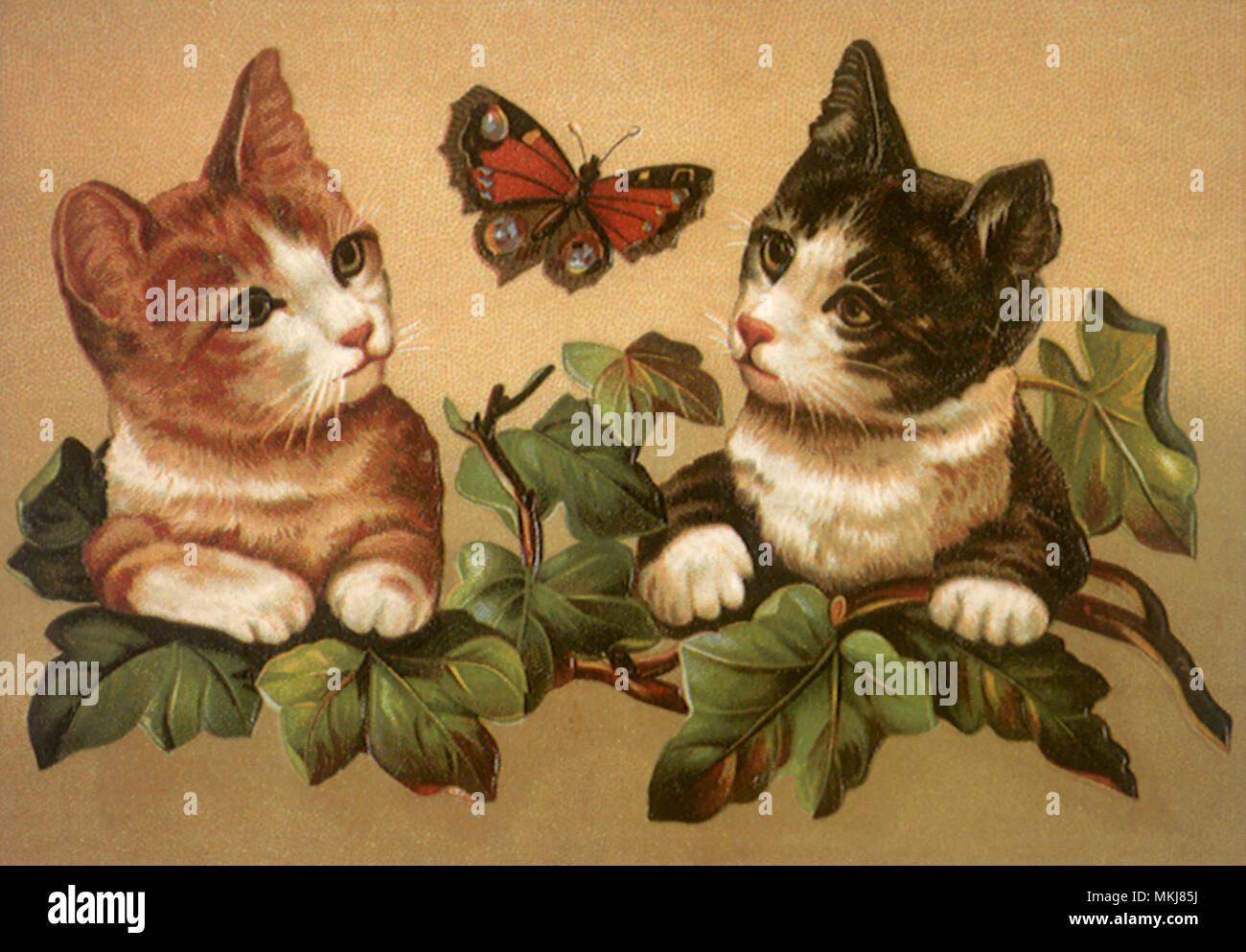 Gatti e Butterfly Foto Stock