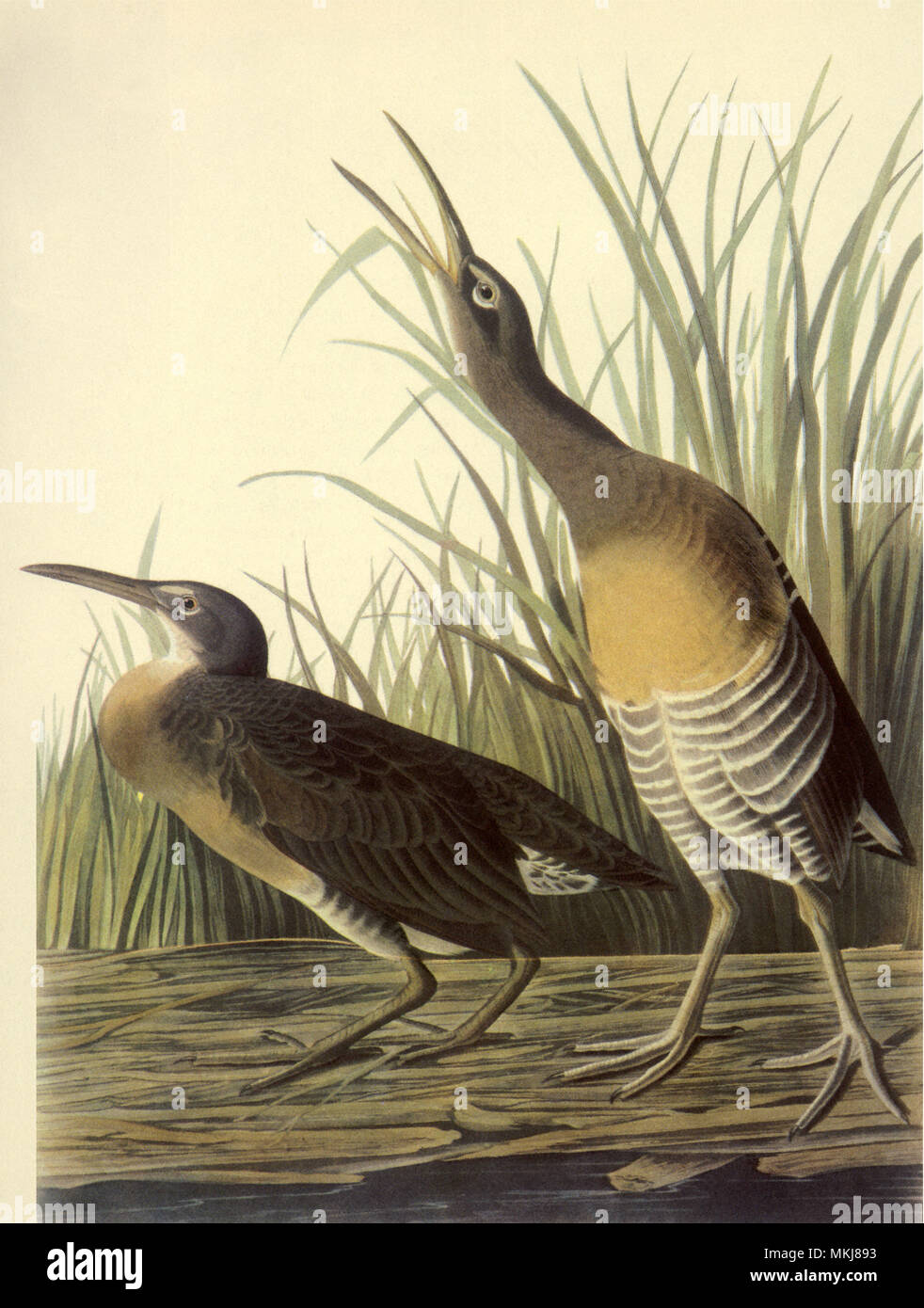 Due uccelli Foto Stock