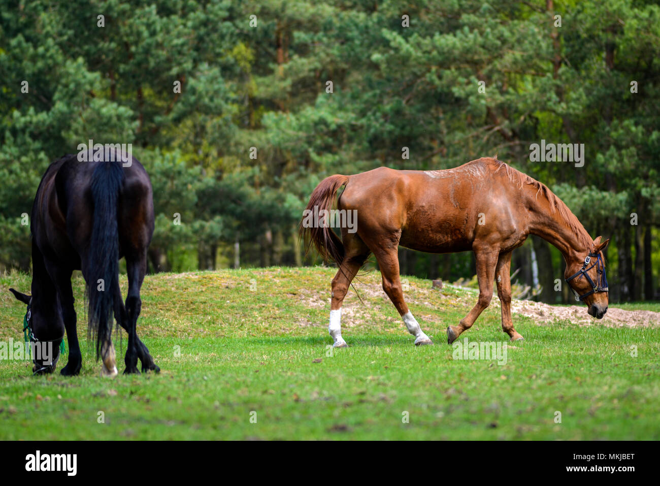 Cavalli al pascolo su un prato in Polonia. Foto Stock