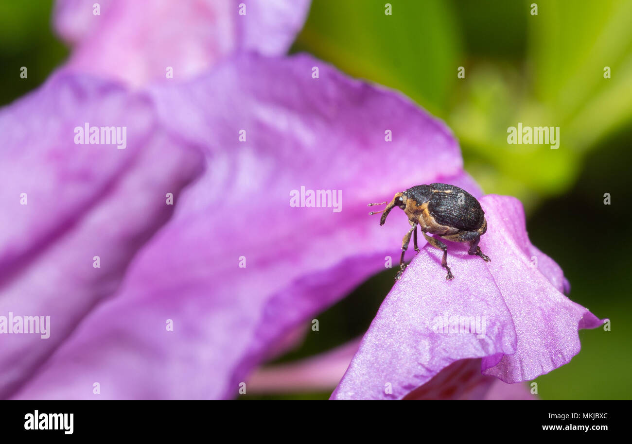 Foto macro di un coleottero ficcanaso su un fiore in un giardino Foto Stock