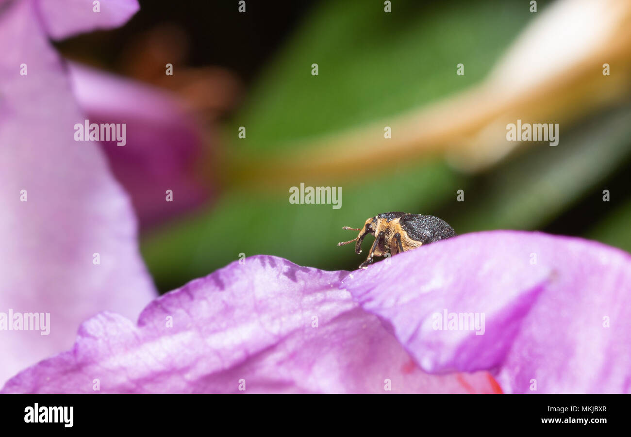 Foto macro di un coleottero ficcanaso su un fiore in un giardino Foto Stock
