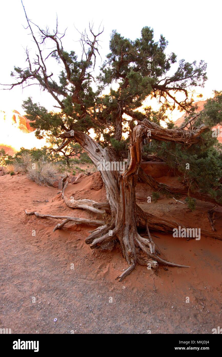 Vecchio albero del deserto Foto Stock