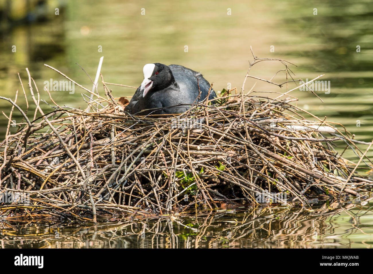 Londra, Regno Unito. 8 Maggio, 2018. Un adulto coot si siede sul suo nido e le chiamate per il cibo. Folaghe sono piccoli uccelli acquatici che sono membri della famiglia di rampa, Rallidae. Essi costituiscono il genere Fulica, il nome essendo il latino per "Folaga". Credito: David Rowe/Alamy Live News Foto Stock