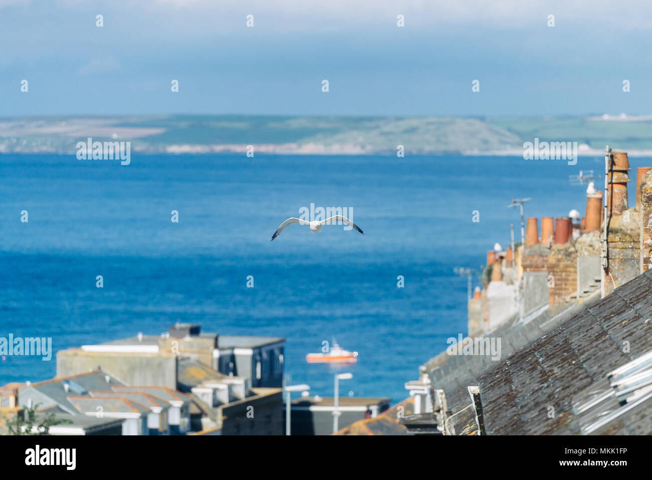 Seagull volare sopra gli edifici di St Ives Foto Stock