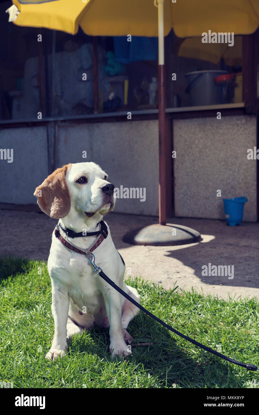 Beagle femmina seduto in un giardino Foto Stock