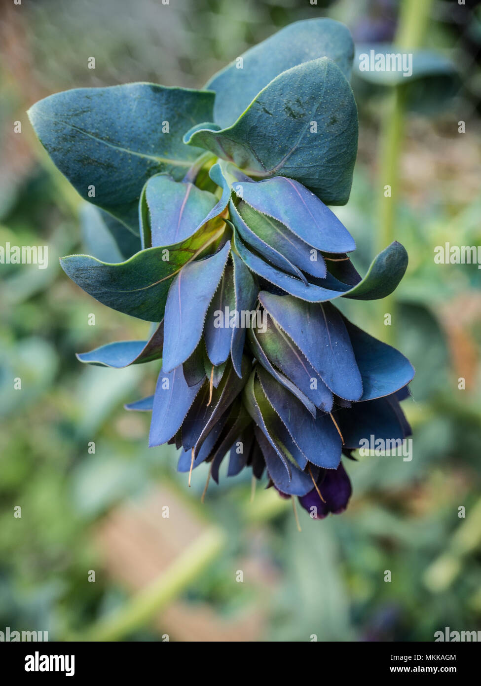 Close up di un singolo flowerhead di Cerinthe purpurescens principali Foto Stock