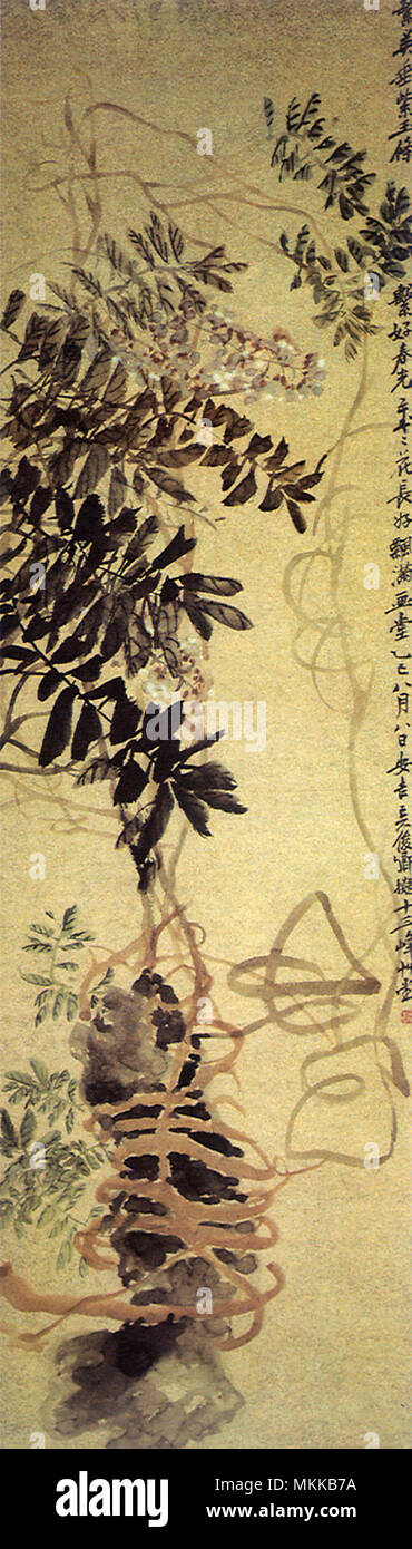 Wisterias cinese Foto Stock