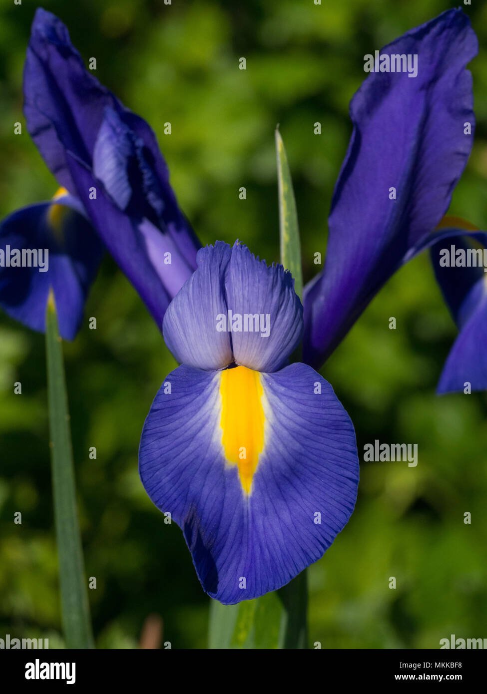 Close up di un singolo profondo blu olandese iris flower contro un sfondo del fogliame Foto Stock