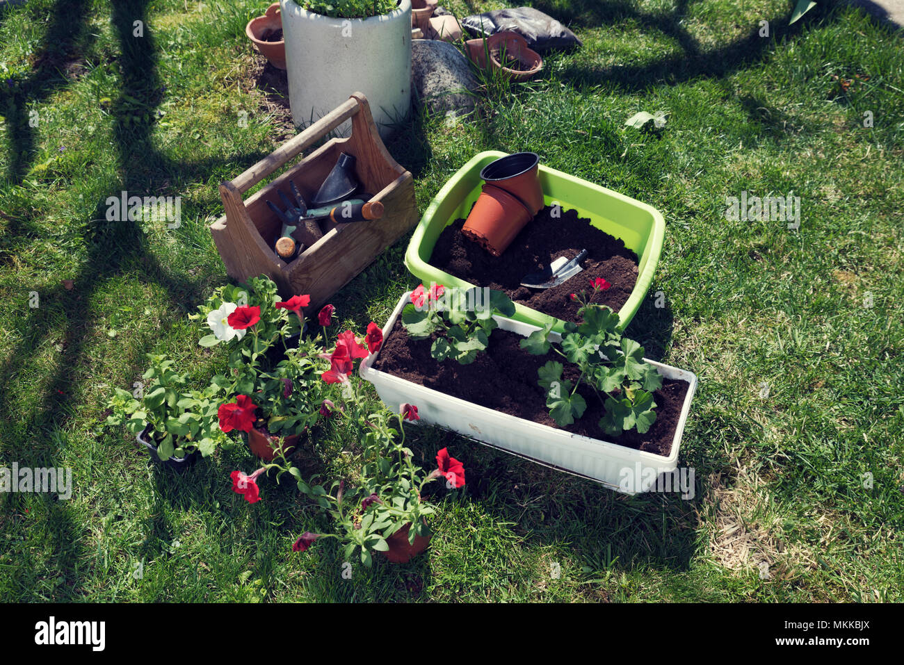 Strumenti e fiori pronto per il giardinaggio Foto Stock