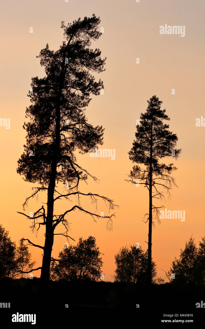 Alberi stagliano contro un post Cielo di tramonto a Thursley Bog vicino Goldalming in Surrey Foto Stock