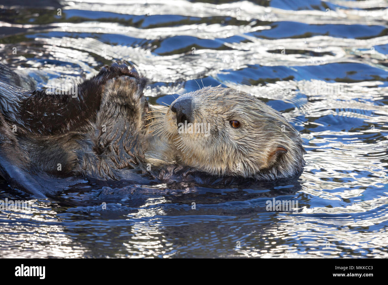 California Sea Otter, Enhydra lutris, Monterey, CA. Stati Uniti d'America. Foto Stock
