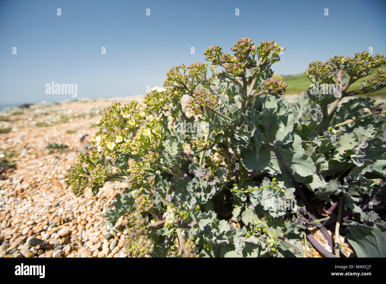 Cavolo riccio di mare aperti le teste dei fiori, Crambe maritima, crescendo in ciottoli di Chesil Beach a ovest di West Bexington verso Cogden nel Dorset Inghilterra U Foto Stock