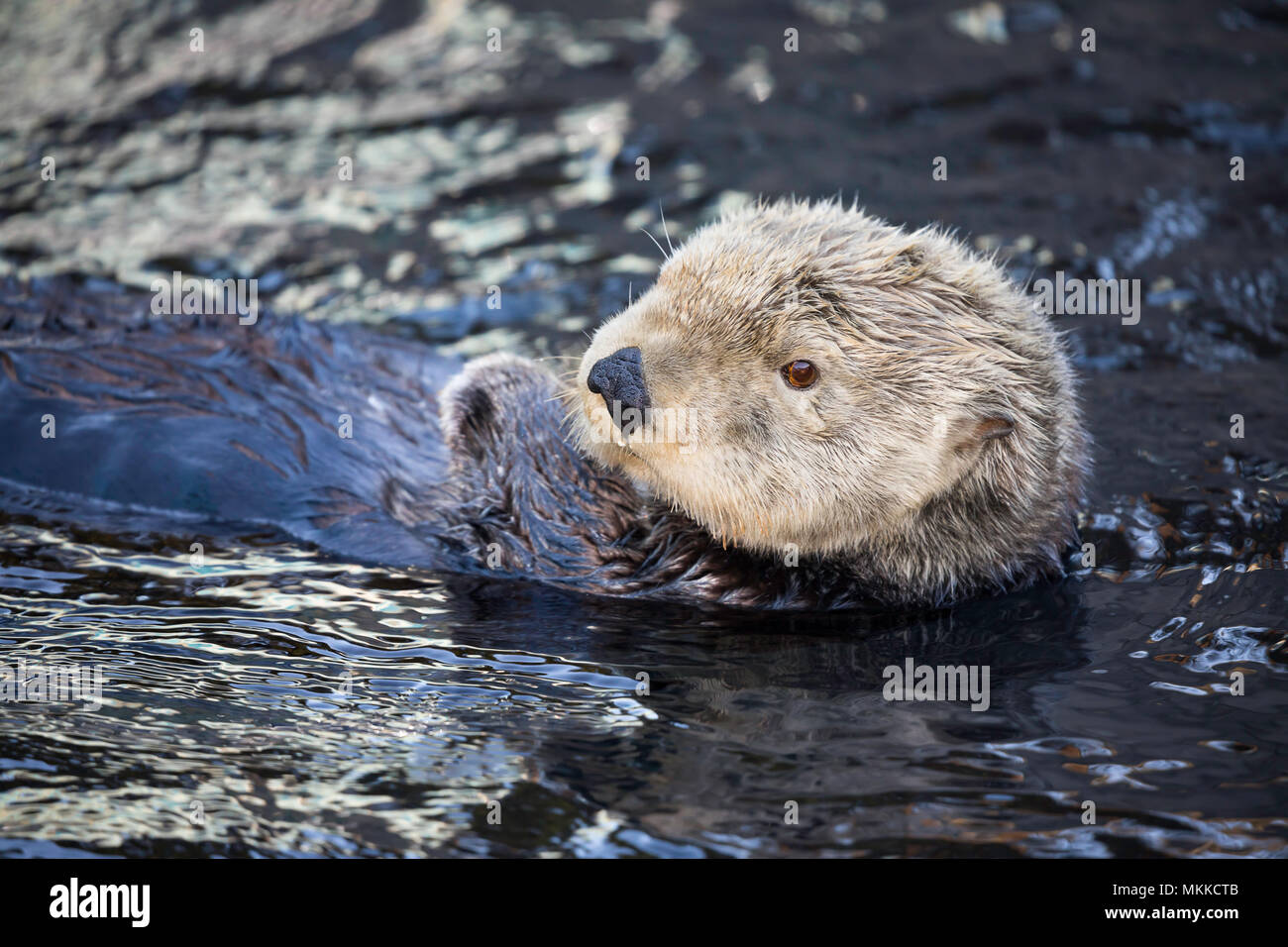 California Sea Otter, Enhydra lutris, Monterey, CA. Stati Uniti d'America. Foto Stock