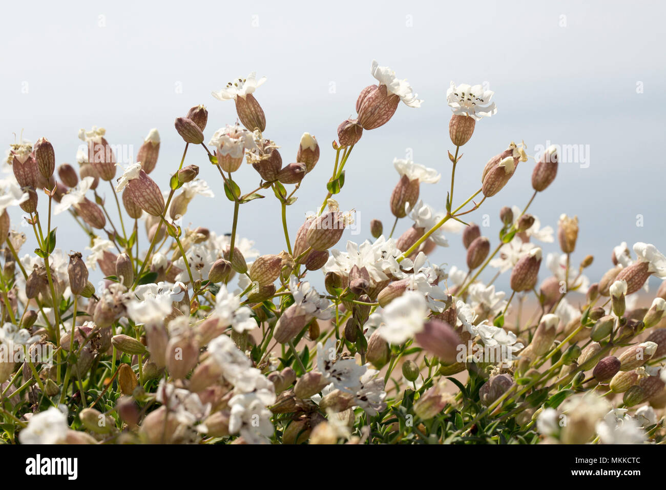 Fioritura mare campion, Silene uniflora, nel maggio cresce su Chesil Beach vicino al West Bexington Dorset England Regno Unito. Mare campion favorisce le regioni costiere arou Foto Stock