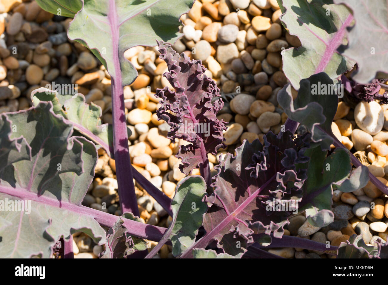 Cavolo riccio di mare, Crambe maritima, crescendo in ciottoli di Chesil Beach a ovest di West Bexington verso Cogden nel Dorset England Regno Unito. Cavolo riccio di mare è correlato Foto Stock