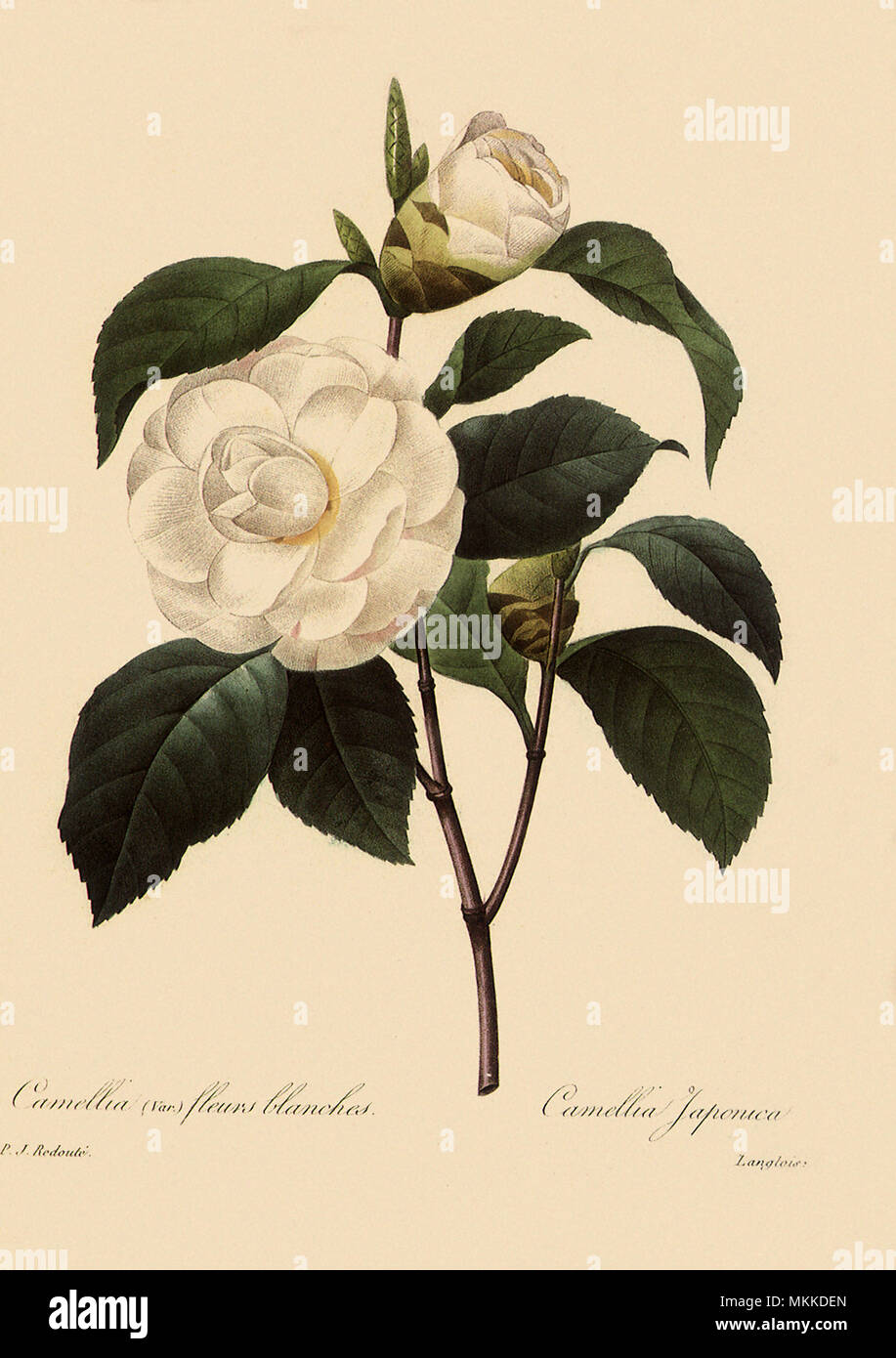 Camellia japonica Foto Stock