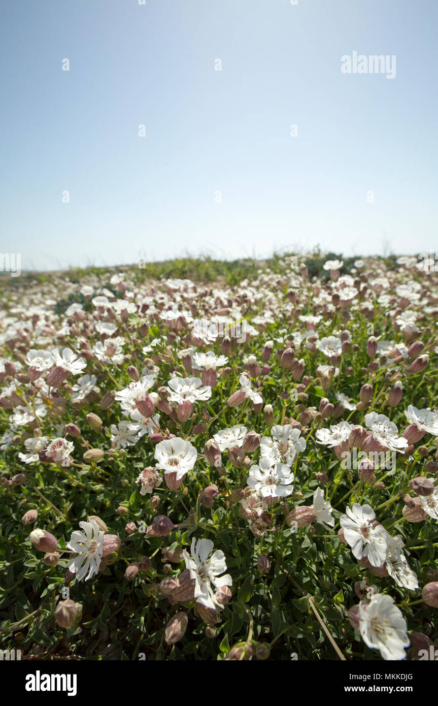 Fioritura mare campion, Silene uniflora, nel maggio cresce su Chesil Beach vicino al West Bexington Dorset England Regno Unito. Mare campion favorisce le regioni costiere arou Foto Stock