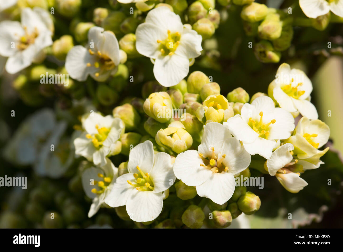 Fioritura di cavolo riccio di mare, Crambe maritima, crescendo in ciottoli di Chesil Beach a ovest di West Bexington verso Cogden nel Dorset England Regno Unito. Cavolo riccio di mare Foto Stock