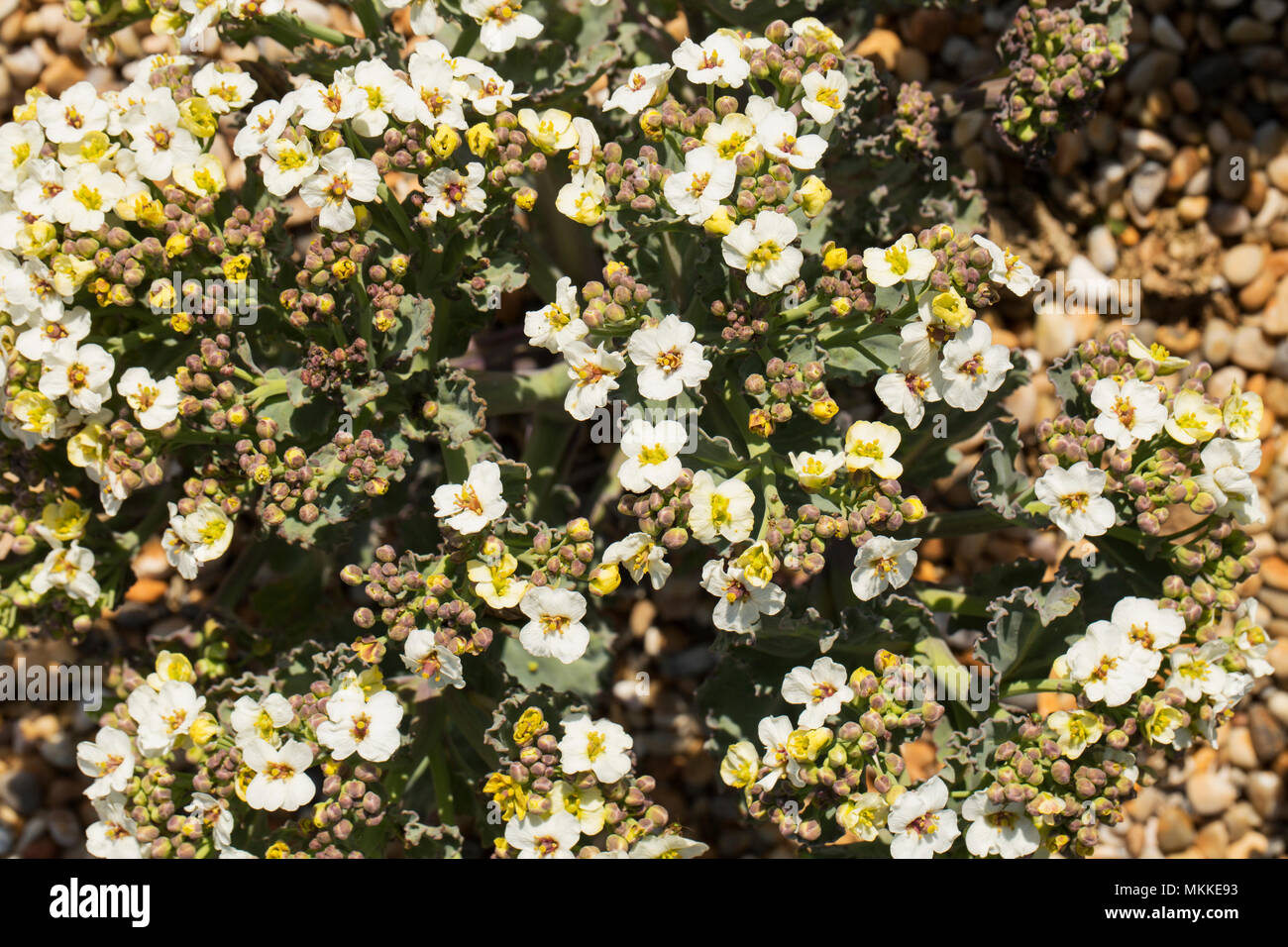 Fioritura di cavolo riccio di mare, Crambe maritima, crescendo in ciottoli di Chesil Beach a ovest di West Bexington verso Cogden nel Dorset England Regno Unito. Cavolo riccio di mare Foto Stock