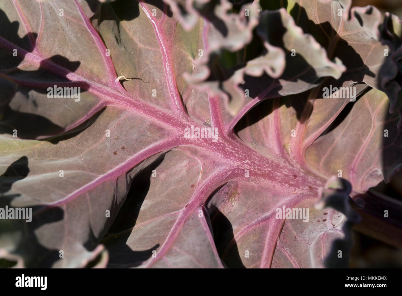 Cavolo riccio di mare, Crambe maritima, crescendo in ciottoli di Chesil Beach a ovest di West Bexington verso Cogden nel Dorset England Regno Unito. Cavolo riccio di mare è correlato Foto Stock