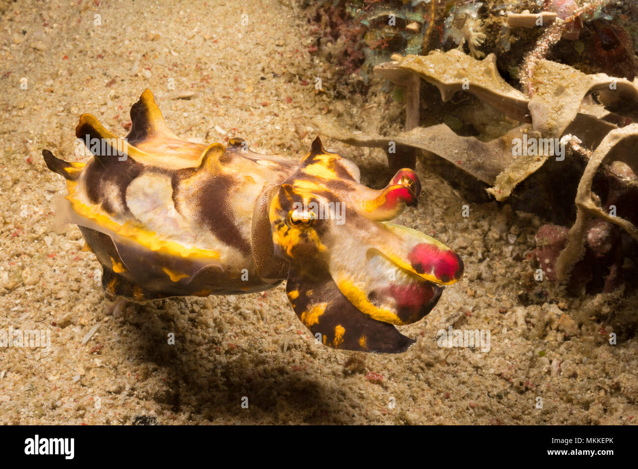 Colorato Pfeffer il flamboyant seppie, Metasepia pfefferi, nuoto al di sopra di fondo di sabbia, Filippine. Foto Stock