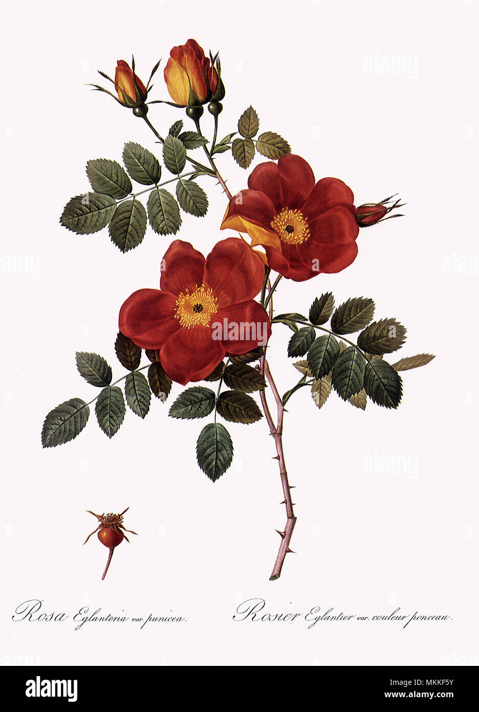 Rame austriaca Rose Foto Stock