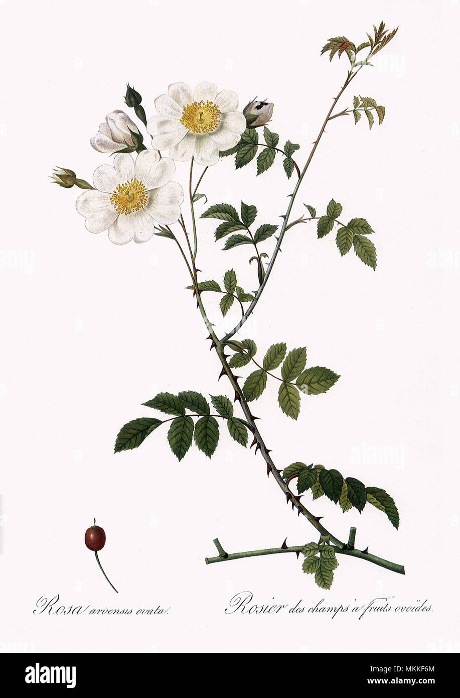 Campo Ovoid-Fruited rosa, rosa arvense Ovata Foto Stock