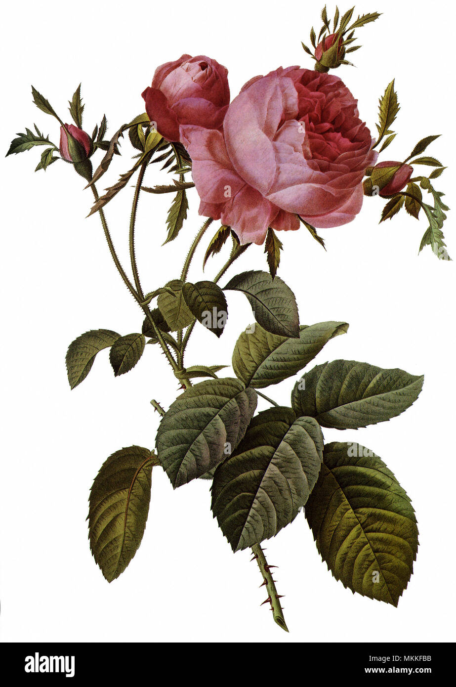 Frondose Rose Foto Stock