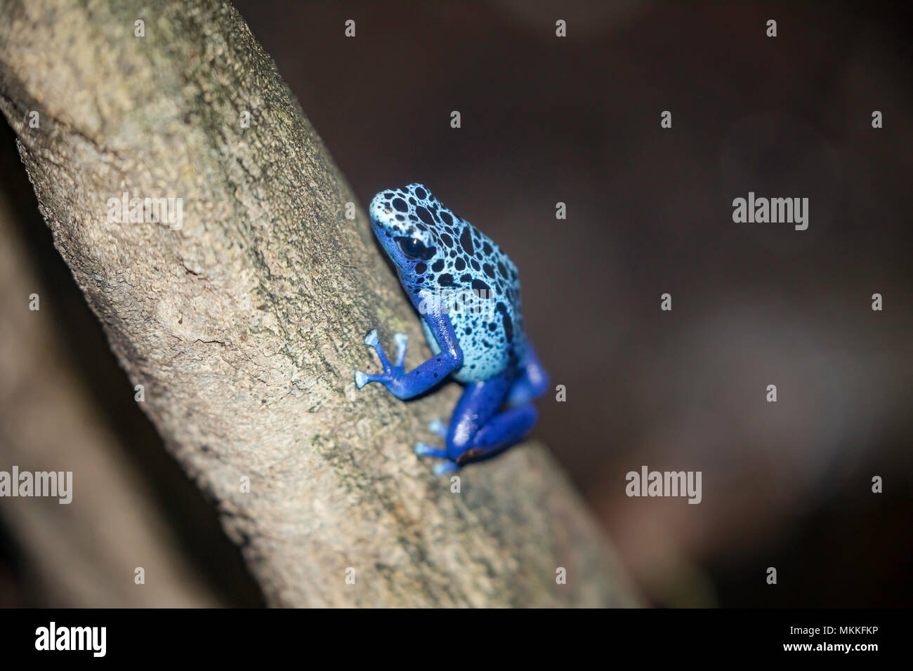 Blue Poison Dart Frog, Dendrobates tinctorius azureus nativo a Suriname. Foto Stock