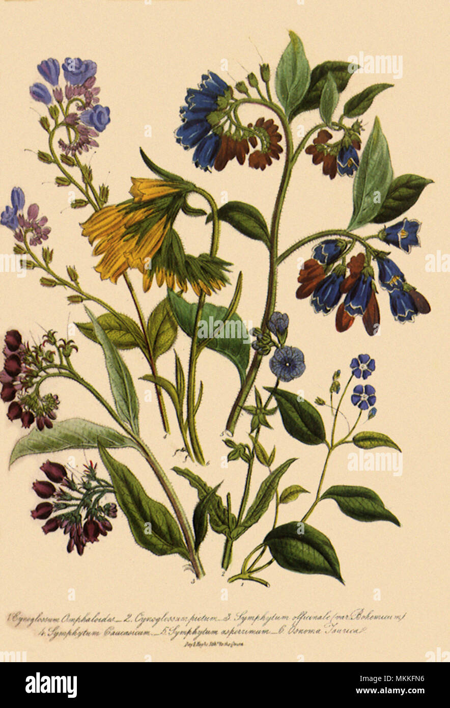 Ordine Boraginae Foto Stock