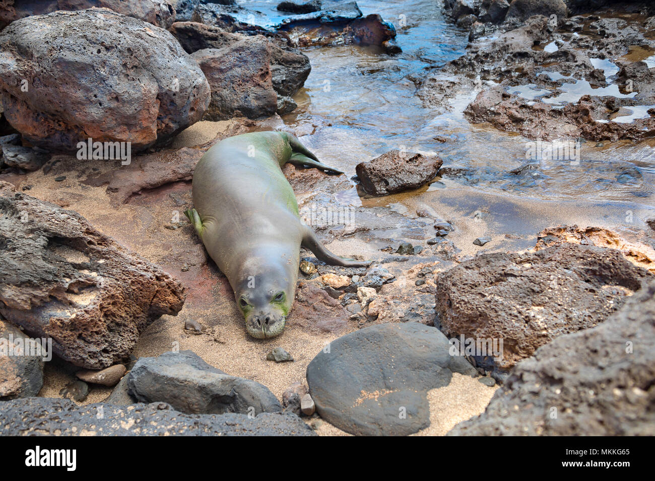 Questo giovane Hawaiian foca monaca, Monachus schauinslandi, (endemiche e in via di estinzione) è stata fotografata sul west end di Molokai, Hawaii. Foche monache dormire Foto Stock