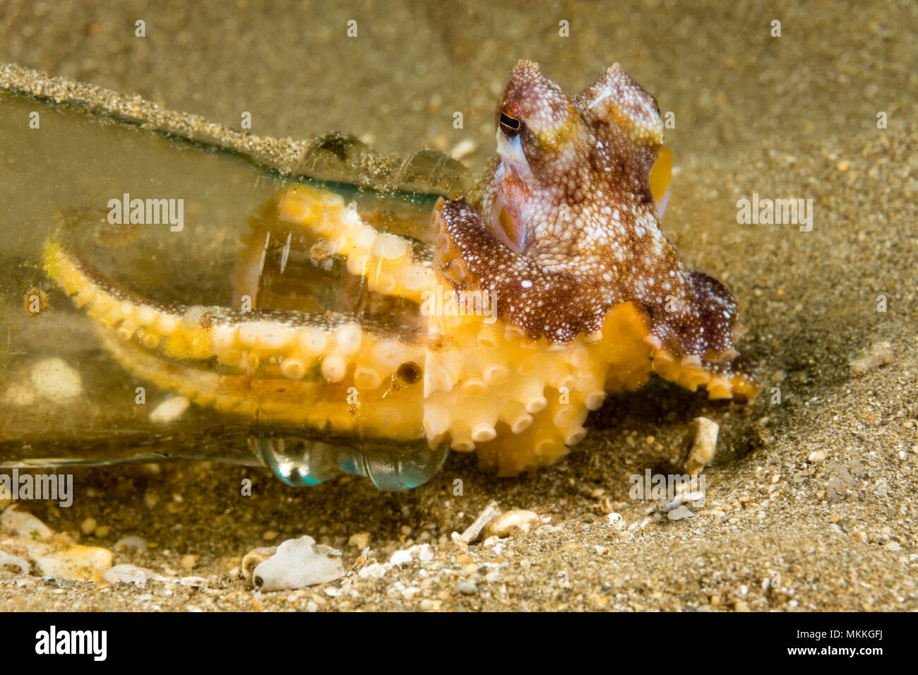 Questo breve sabbia armati di polpo, Amphioctopus arenicola, ha selezionato una bottiglia di birra per vivere. Essi sono normalmente presenti in un piccolo foro su un botto di sabbia Foto Stock