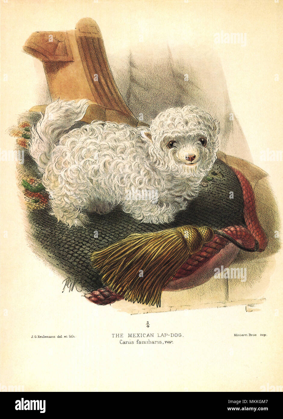 Giro messicano-dog Foto Stock