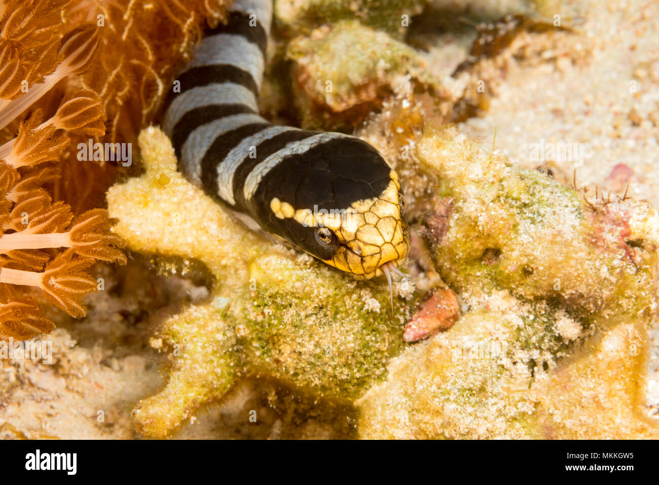 Velenosi yellowlip nastrati mare snake, Laticauda colubrina, noto anche come un mare krait, Filippine. Foto Stock