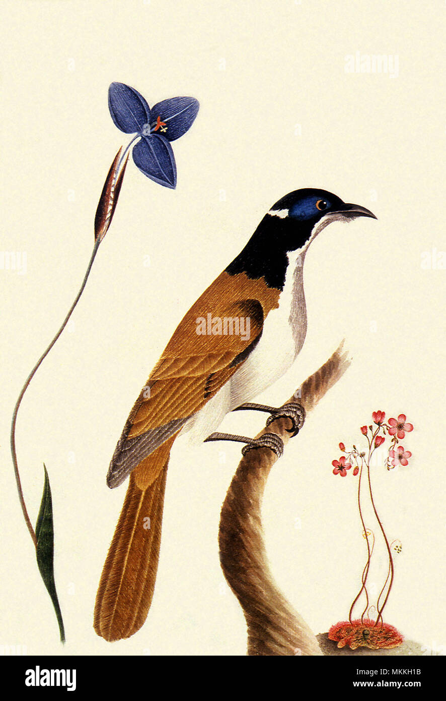 Blue-Faced Honeyeater, Entomyzon cyanotis Foto Stock