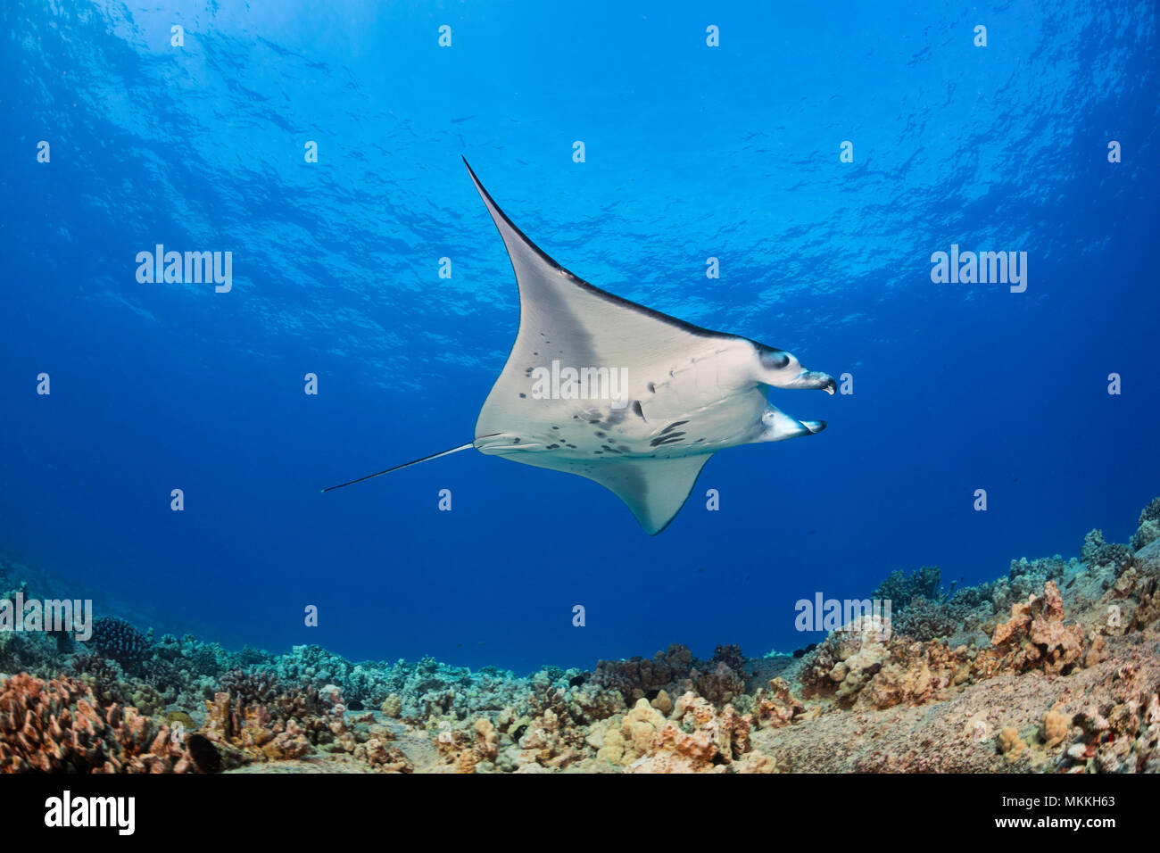 Un reef manta ray, Manta alfredi, crociere su fondali bassi fuori della costa di Kona, Hawaii. Questa persona non è alimentazione e ha avvolto a ricciolo è cefalica di Foto Stock