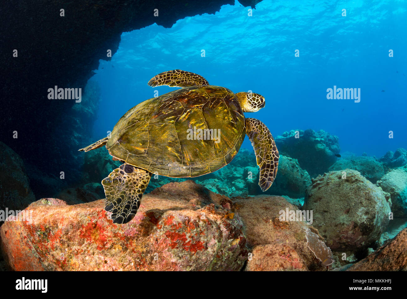 Questa tartaruga verde, Chelonia Mydas, una specie in via di estinzione, è passando sotto Lone Tree Arch, un sito di immersione sulla costa di Kona, Hawaii. Foto Stock