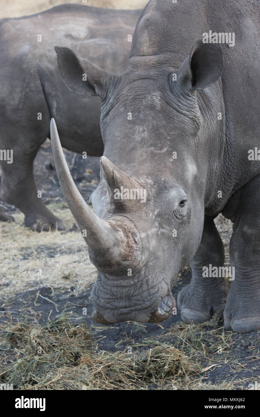 Primo piano di un Rhino essendo alimentazione erba essiccata Foto Stock