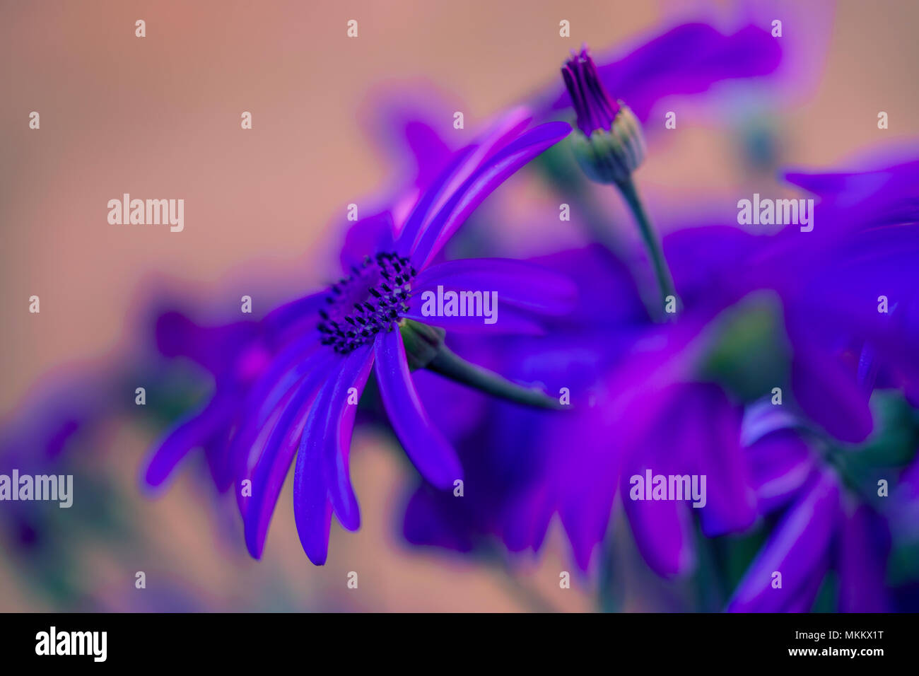 Soft focus immagine di gerani viola Foto Stock