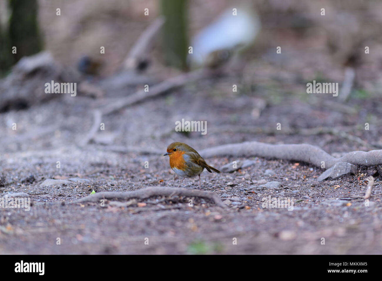 Robin (Erithacus rubecula) sul suolo, Keswick, Cumbria Foto Stock