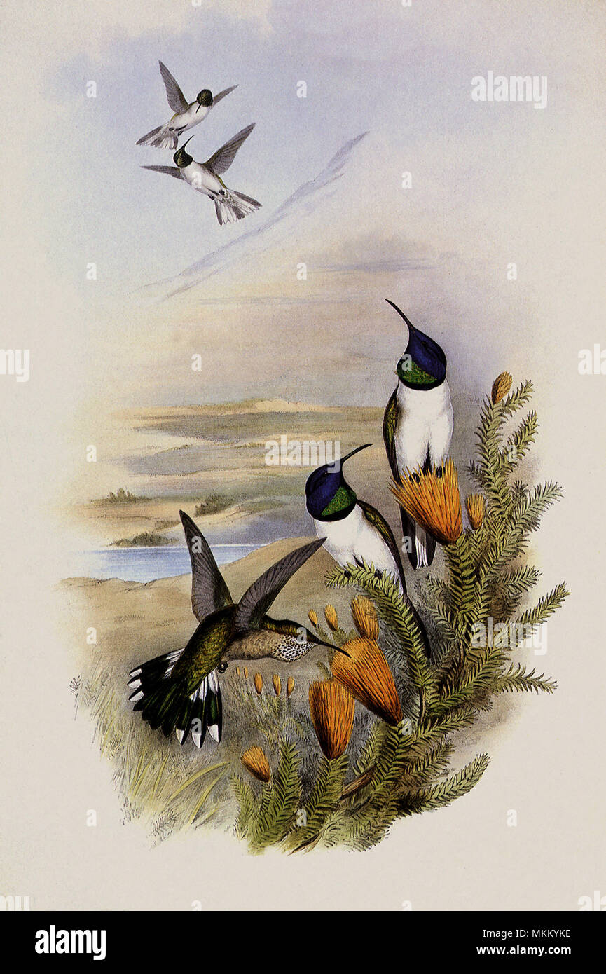 Chimborazian Hill-Star, Oreotrochilus Chimborazo Foto Stock