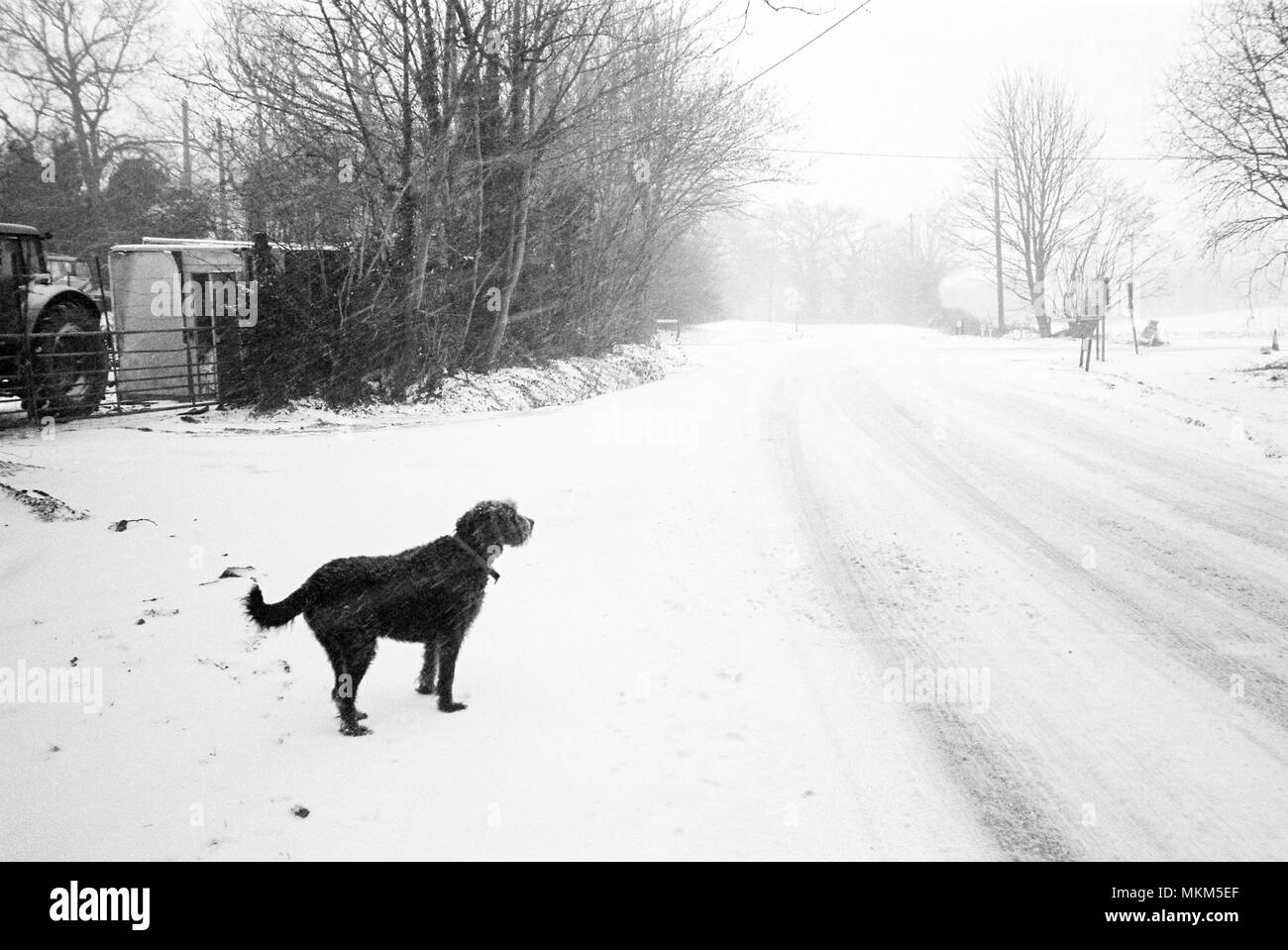 Labradoodle cane, Medstead, Alton, Hampshire, Inghilterra, Regno Unito. Foto Stock