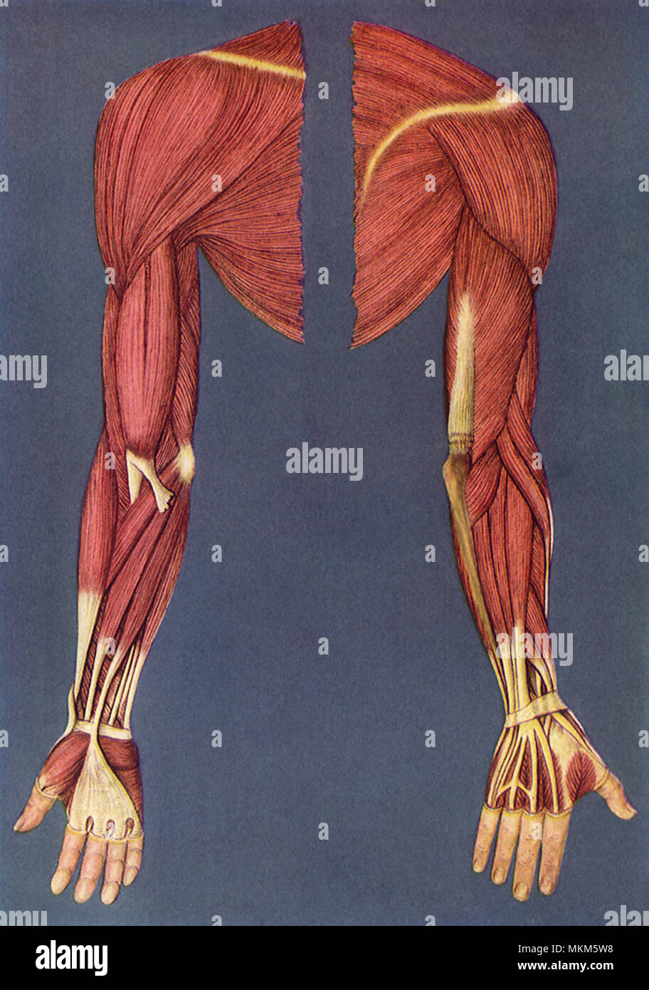 Gamba destra muscoli Foto Stock