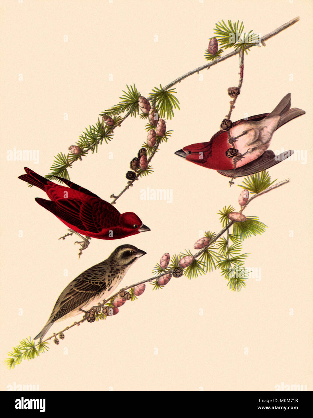 Viola fringuelli Foto Stock