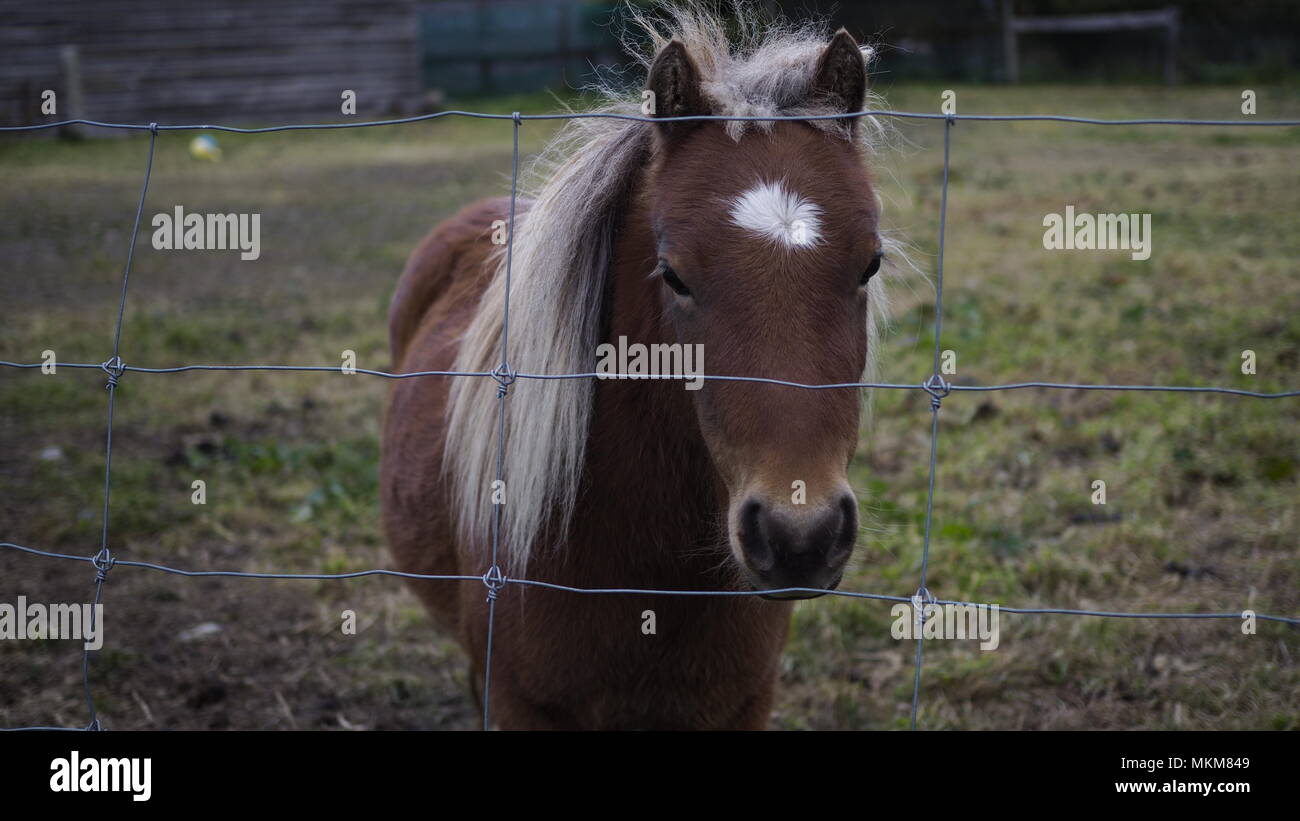 Vivere la mia migliore vita da pony Foto Stock