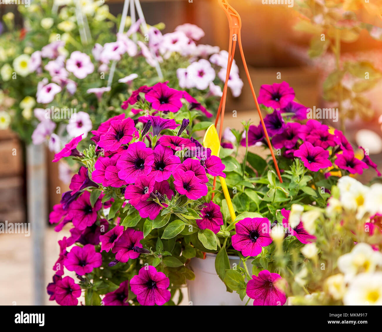Fiori di petunia appesa in un negozio di fiori. Close-up isolato. Immagine di stock. Foto Stock