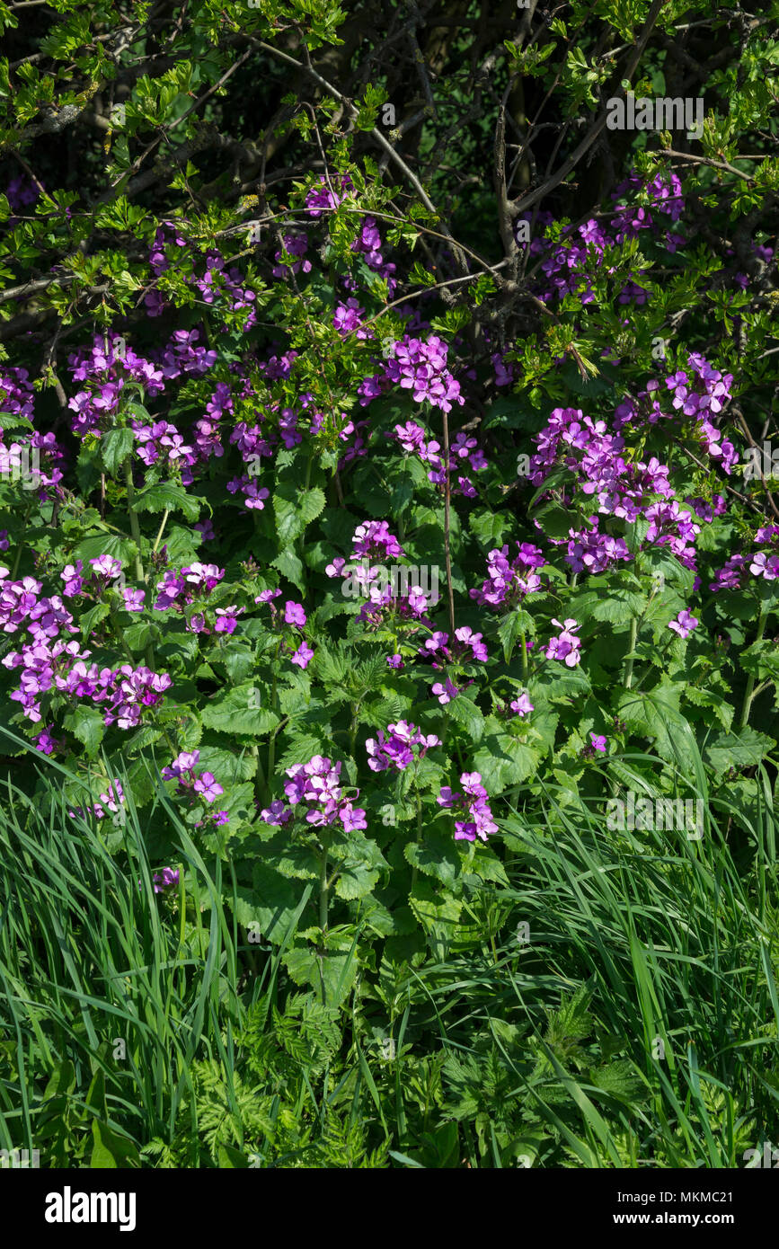 Onestà (Lunaria annua) fioritura accanto a una siepe di sole primaverile. Un nativo di fiori selvaggi che può essere annuale o biennale. Foto Stock