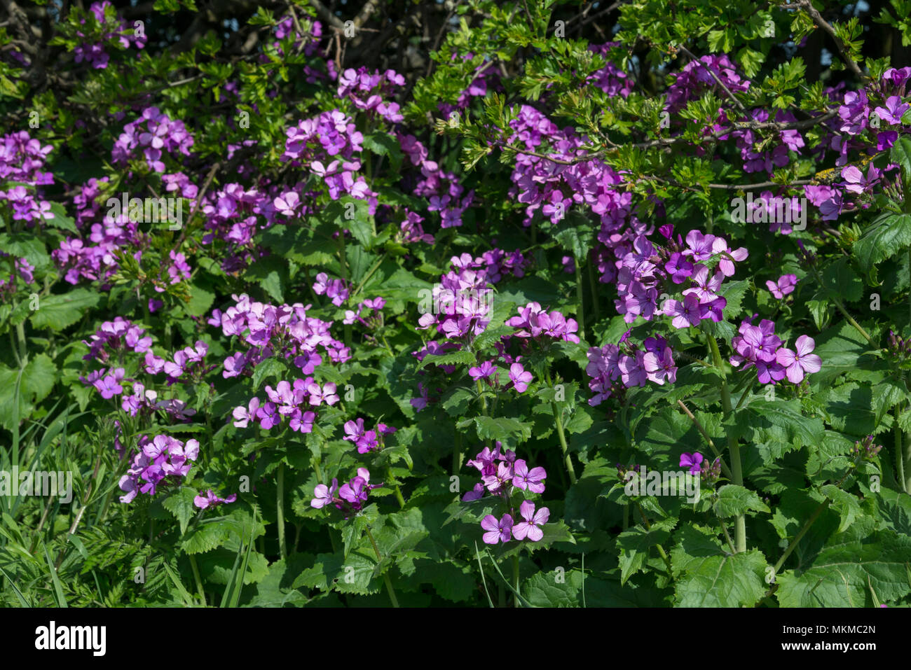 Onestà (Lunaria annua) fioritura accanto a una siepe di sole primaverile. Un nativo di fiori selvaggi che può essere annuale o biennale. Foto Stock